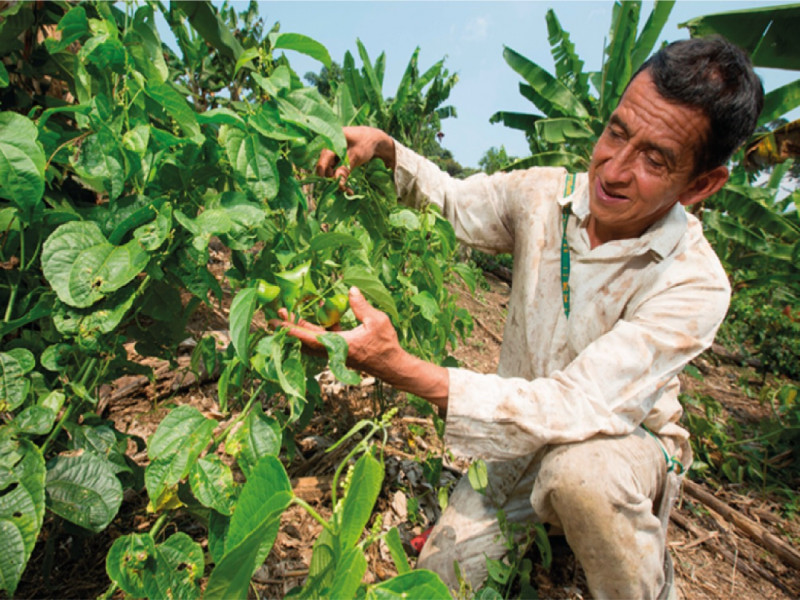 AgroFor presenta el potencial de los contratos agroforestales en la ExpoAmazónica 2022.