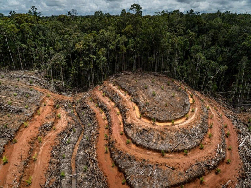 El alto al proyecto de la deforestación, victoria pírrica o consuelo de tontos