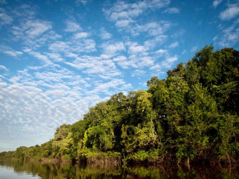 Amazonas fue la región que más redujo la deforestación de bosques amazónicos en Perú.