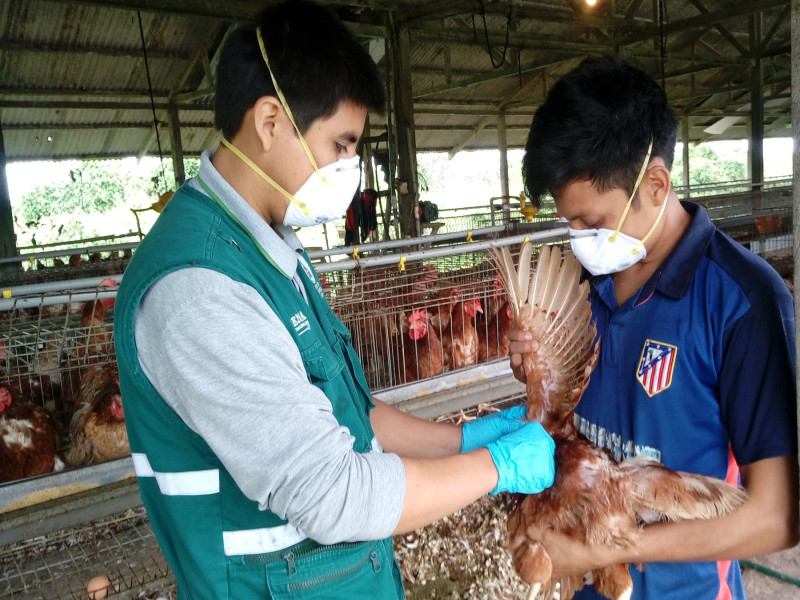 Gripe aviar: El riesgo de contagio en humanos y aves silvestres.