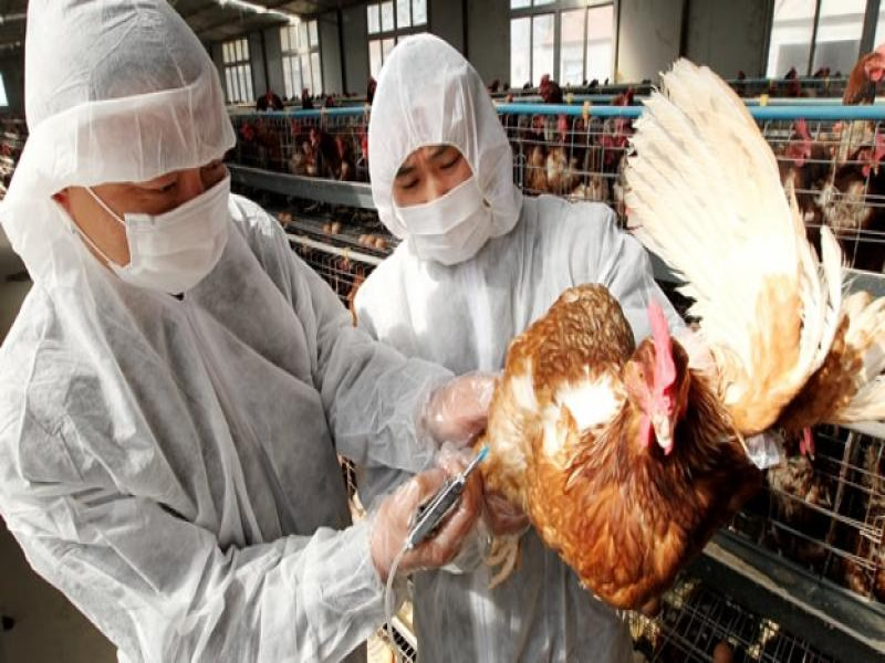 Gripe aviar: El riesgo de contagio en humanos y aves silvestres.