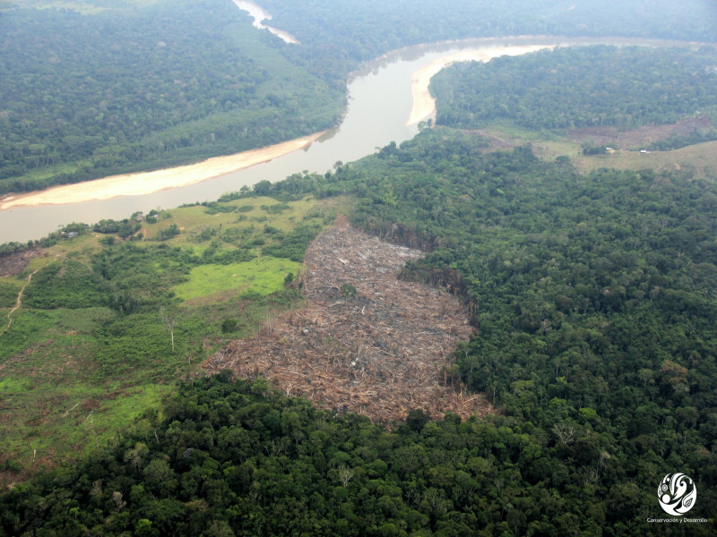 Perú perdió más de 146 575 hectáreas de bosques amazónicos en el 2022