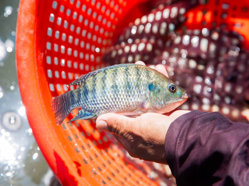 INACAL APROBÓ NORMA TÉCNICA PARA GARANTIZAR CALIDAD Y SOSTENIBILIDAD EN LA PRODUCCIÓN DE TILAPIA