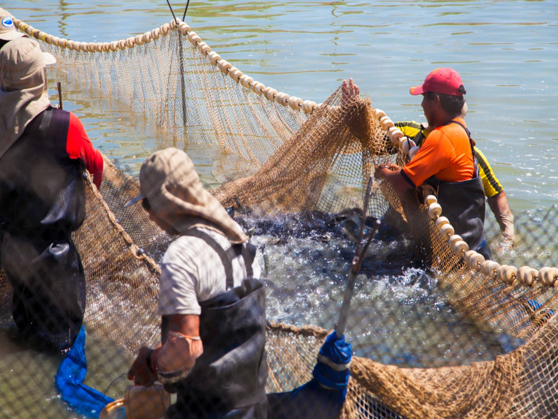 INACAL APROBÓ NORMA TÉCNICA PARA GARANTIZAR CALIDAD Y SOSTENIBILIDAD EN LA PRODUCCIÓN DE TILAPIA