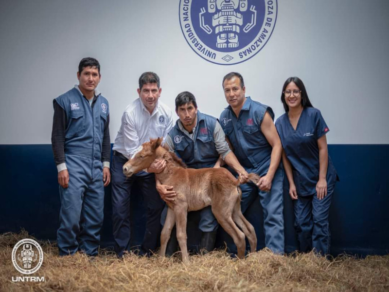 Nueva proeza Científica: científicos de la UNTRM logran el nacimiento del primer clon del Caballo peruano de paso