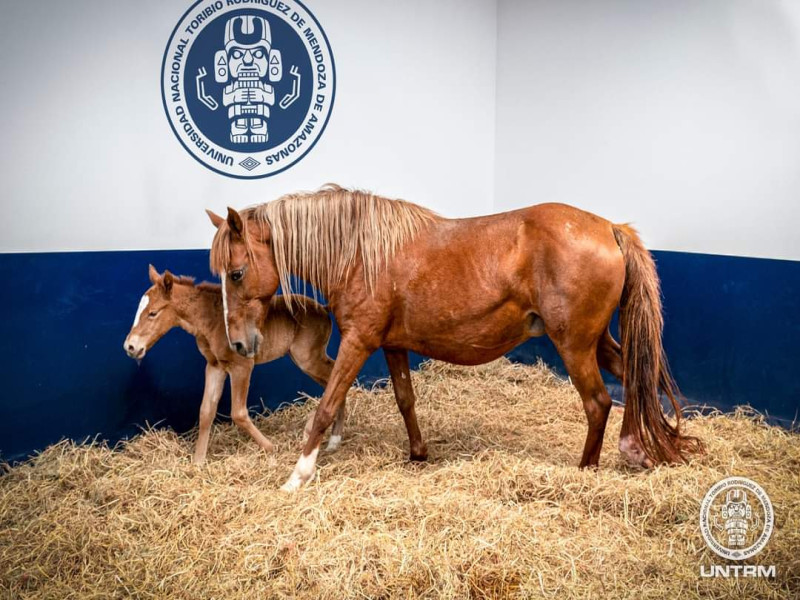 Nueva proeza Cientรญfica: cientรญficos de la UNTRM logran el nacimiento del primer clon del Caballo peruano de paso