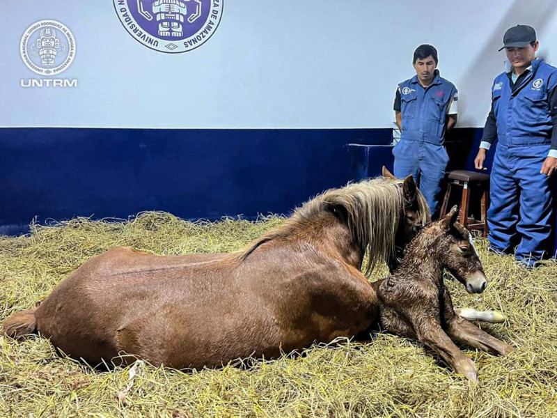 Nueva proeza Cientรญfica: cientรญficos de la UNTRM logran el nacimiento del primer clon del Caballo peruano de paso