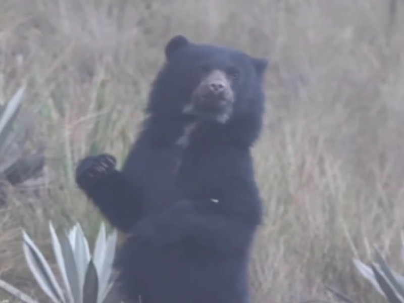Oso ataca a ganado vacuno en Yambrasbamba y lo deja mal herido.