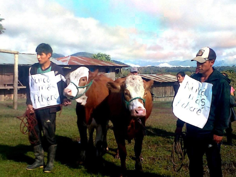 Ronderos recuperan ganado robado y detienen a abigeos